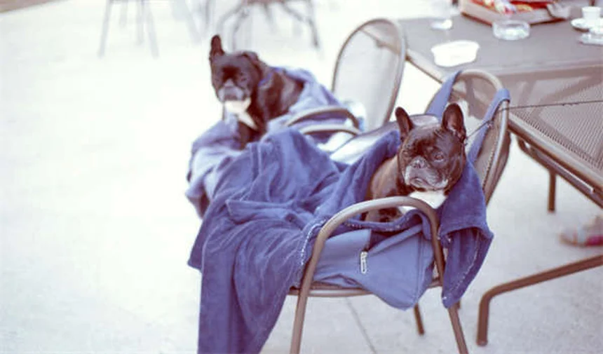 Dog Mushing 101: The Ultimate Beginner's Guide to Sled Dog Sports