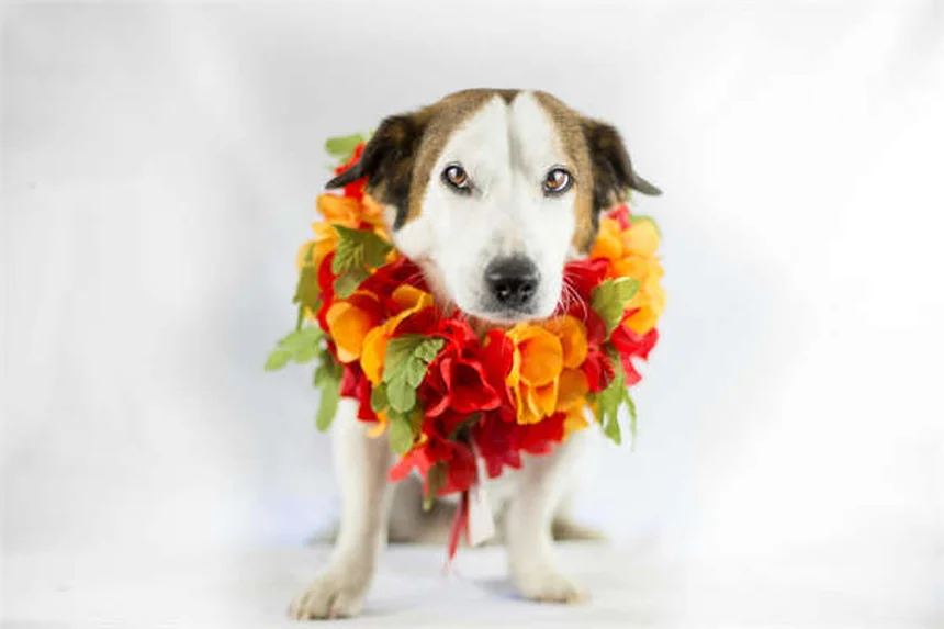 Top 3 Cat-Like Dog Breeds for Allergy Sufferers